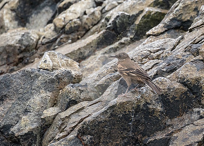 Peruvian Seaside Cinclodes (Cinclodes taczanowskii) and it is only found on the rocky shores of Peru. Also known as Surf Cinclodes. stock-image by Agami/Pete Morris,