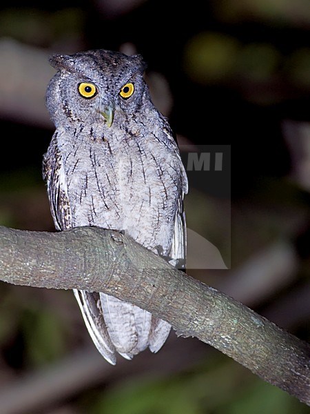 Mangrove Schreeuwuil zittend op een tak, Pacific Screech-Owl perched on a branch stock-image by Agami/Alex Vargas,
