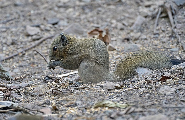 Grey-bellied squirrel (Callosciurus caniceps) in Thailand. stock-image by Agami/Pete Morris,