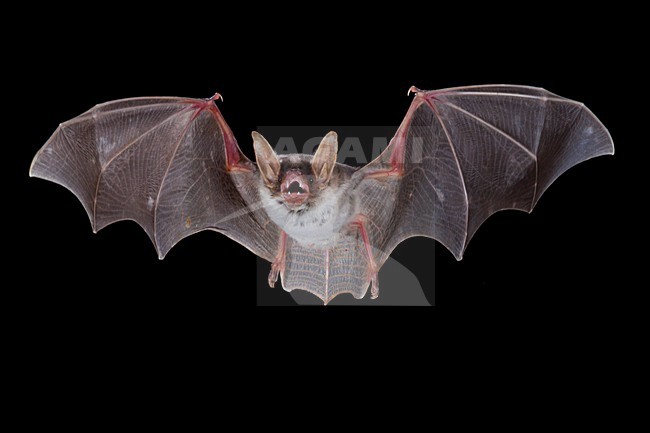 Vale Vleermuis vliegend, Greater Mouse-eared Bat flying stock-image by Agami/Theo Douma,