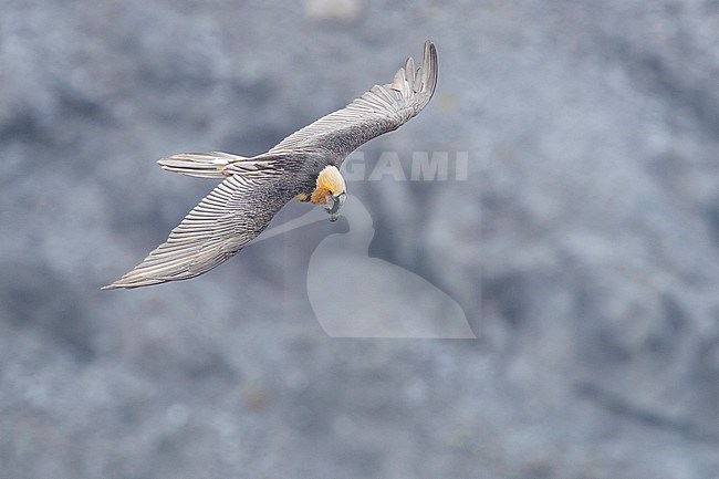 Bearded Vulture (Gypaetus barbatus), adult in flight seen from above, Trentino-Alto Adige, Italy stock-image by Agami/Saverio Gatto,