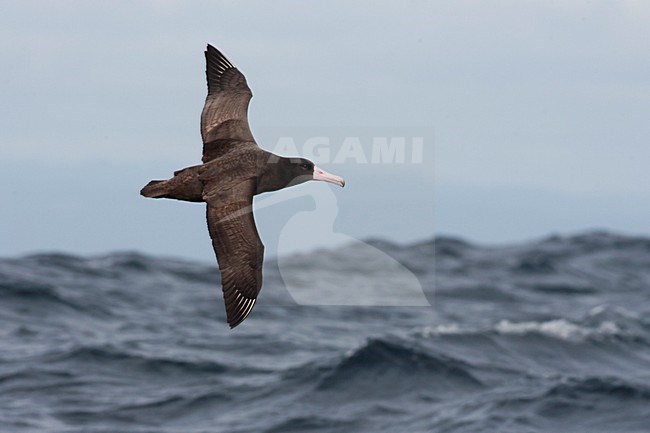 Stellers Albatros in de vlucht; Short-tailed Albatross in flight stock-image by Agami/Martijn Verdoes,