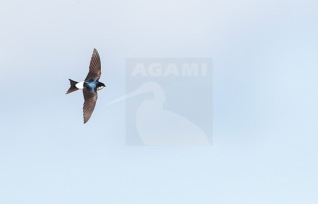 Common House Martin (Delichon urbicum) in flight in the Netherlands. stock-image by Agami/Marc Guyt,