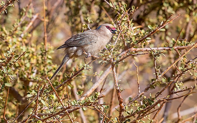 Adult Blue-naped Mousebird perched on a dense bush in Toujounine oasis, Adar, Mauritania. April 04, 2018. stock-image by Agami/Vincent Legrand,