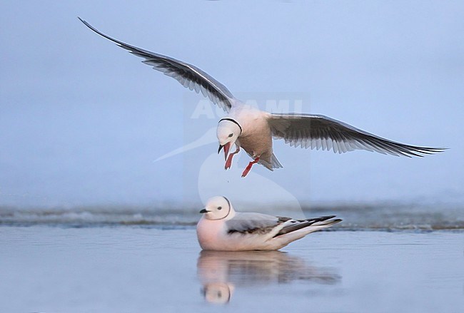 Adult Ross's Gull (Rhodostethia rosea) in breeding plumage during the short arctic spring in Barrow, Alaska, USA in June 2018 stock-image by Agami/Dubi Shapiro,