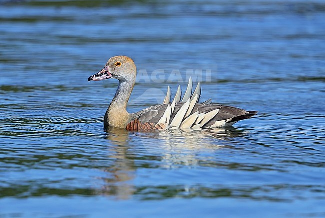 Adult Plumed Whistling Duck (Dendrocygna eytoni) swimming on a lake near Mackay in Australia stock-image by Agami/Aurélien Audevard,