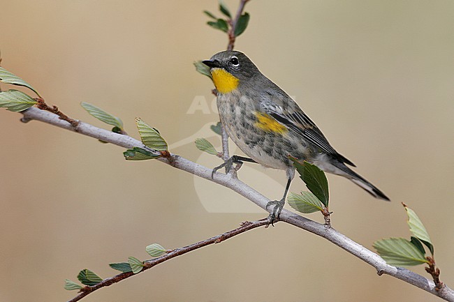 Male non-breeding
Los Angeles Co., CA
October 2007 stock-image by Agami/Brian E Small,