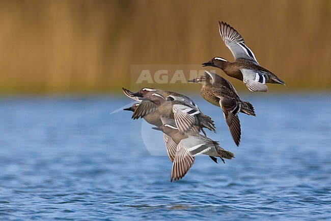 Groep Zomertalingen in de vlucht; Flock of Garganey in flight stock-image by Agami/Daniele Occhiato,