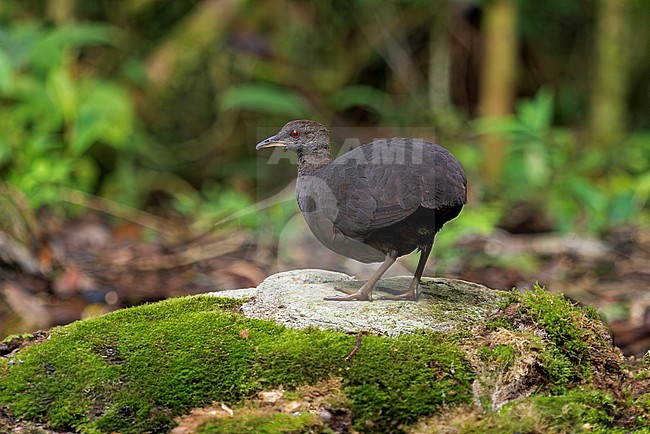 Cinereous Tinamou (Crypturellus cinereus) adult perched on a  mossy mound on the forest floor stock-image by Agami/Andy & Gill Swash ,