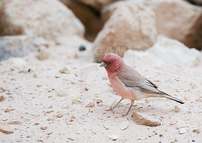 Volwassen mannetje SianÃ¯roodmus; Adult male Sinai Rosefinch stock-image by Agami/Markus Varesvuo,