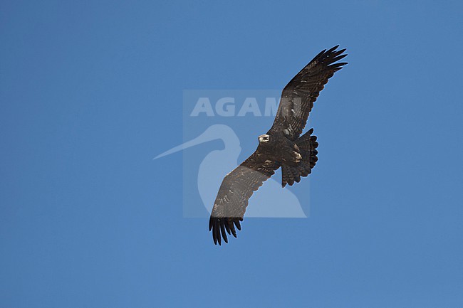 adult steppe eagle (Aquila nipalensis) in the blue sky above Sanetti Plateau at Bale Mountains in Ethiopia stock-image by Agami/Mathias Putze,