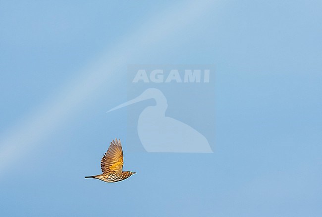 Song Thrush (Turdus philomelos) in the Netherlands. Migrating along the Dutch coast. stock-image by Agami/Marc Guyt,
