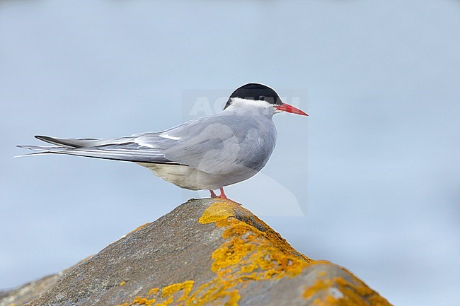 Adult breeding Arctic Tern (Sterna paradisaea) perched on a moss covered rock at the tundra of Churchill, Manitoba, Canada. stock-image by Agami/Brian E Small,