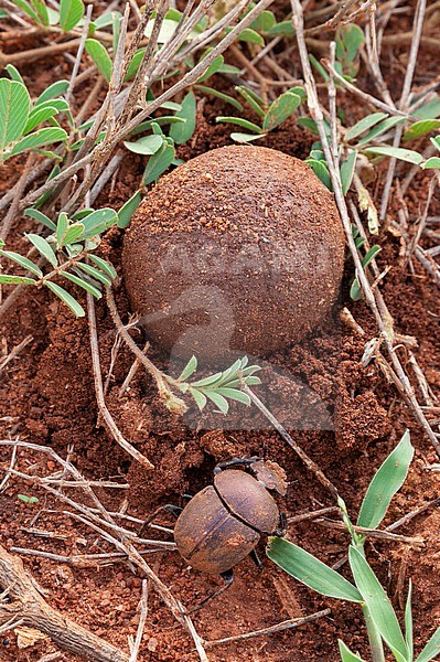 Dung beetle hiding a ball of dung. Voi, Tsavo National Park, Kenya. stock-image by Agami/Sergio Pitamitz,