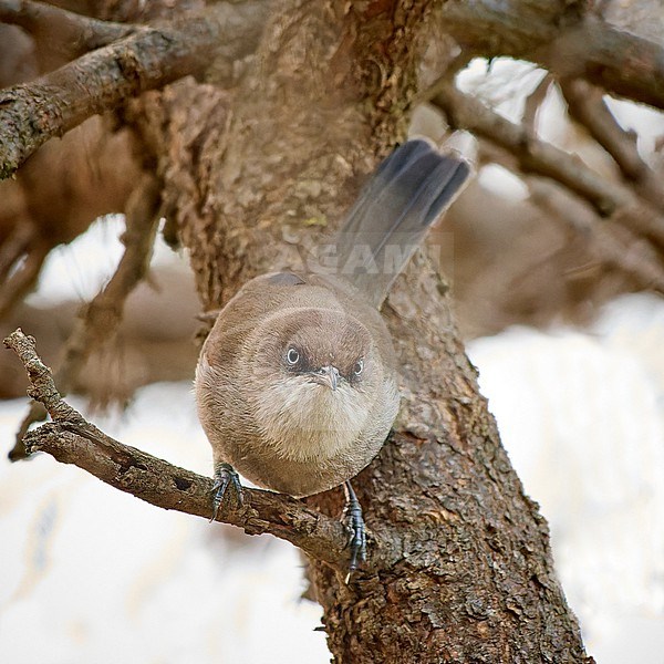 Yemen Warbler (Curruca buryi) sitting on a small twig in Saudi Arabia stock-image by Agami/Tomas Grim,