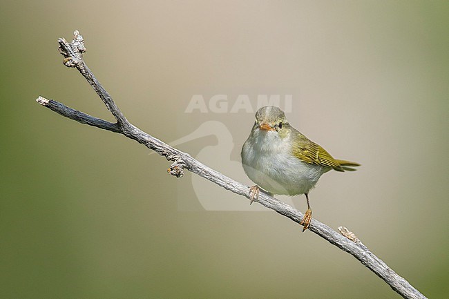 Western Crowned Leaf-warbler -  Phylloscopus occipitalis, Tajikistan, adult stock-image by Agami/Ralph Martin,