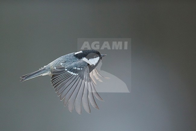 Coal Tit (Parus caereleus) taking off from a branch in a Finnish forest. Side view of bird in flight with wings held downwards. stock-image by Agami/Arto Juvonen,