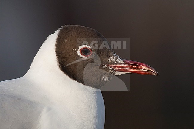 Black-headed Gull - Lachmöwe - Larus ridibundus, Germany, adult, breeding stock-image by Agami/Ralph Martin,