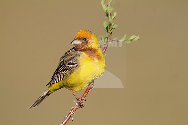 Red-headed Bunting - Braunkopfammer - Emberiza bruniceps, Kazakhstan, adult male stock-image by Agami/Ralph Martin,