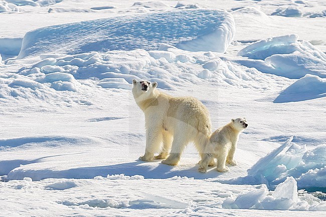 Mother and cub Polar Bear observed from the lower deck of the Polarstern - AWI Expedition in Haussgarden, Greenland sea. stock-image by Agami/Vincent Legrand,