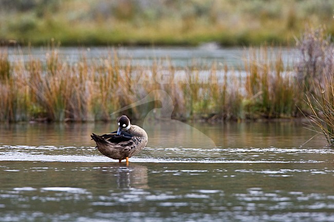 Bronsvleugeleend, Spectacled Duck, Speculanas specularis stock-image by Agami/Marc Guyt,
