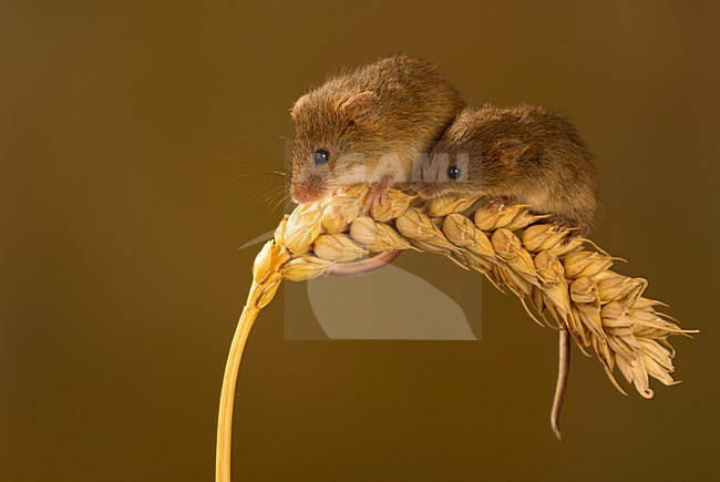 Dwergmuis op tarwepluim; Harvest mice climbing on wheat stock-image by Agami/Danny Green,