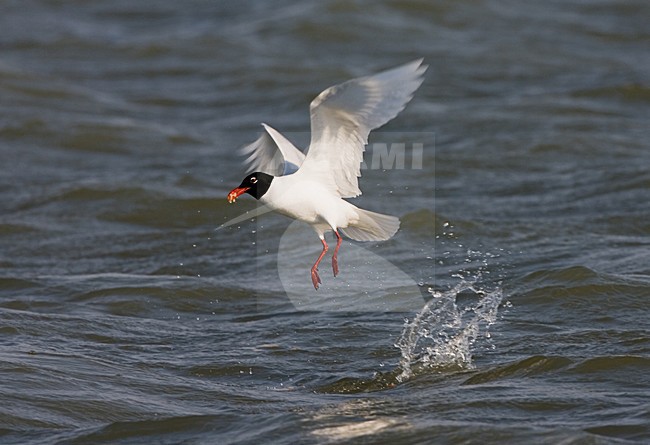 Mediterranean Gull adult feeding on water surface; Zwartkopmeeuw volwassen fouragerend op het wateroppervlak stock-image by Agami/Marc Guyt,