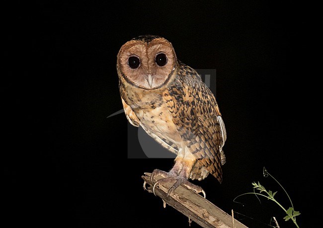 Golden masked owl (Tyto aurantia), endemic to the island of New Britain, Papua New Guinea.  Also known as New Britain barn owl and Bismarck masked owl. stock-image by Agami/Dani Lopez-Velasco,