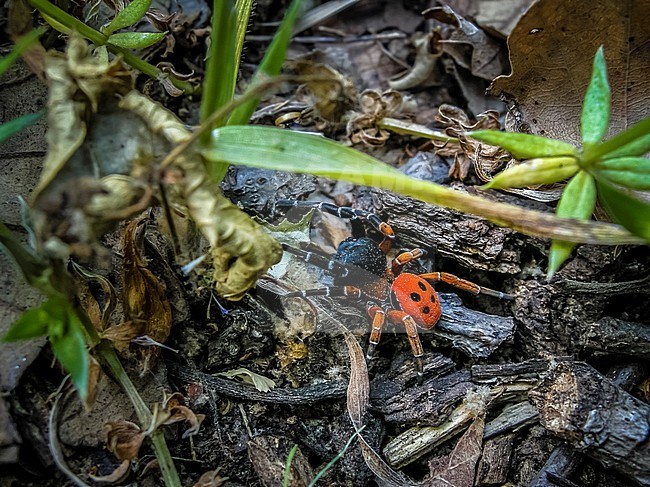 Male Algerian Ladybird Spider (Eresus kollari latefasciatus) walking in the Tamentout soil, Kabylia, Algeria stock-image by Agami/Vincent Legrand,
