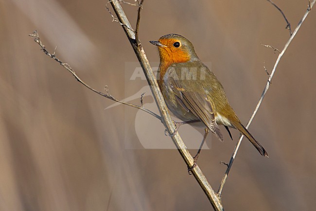 Roodborst; European Robin stock-image by Agami/Daniele Occhiato,