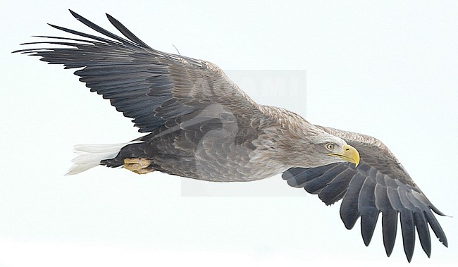 White-tailed Eagle (Haliaeetus albicilla) at Hokkaido, Japan. stock-image by Agami/Eduard Sangster,