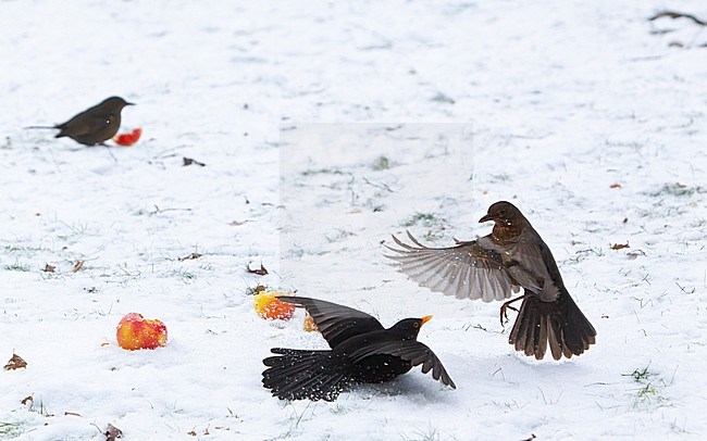 Pair of Common Blackbird (Turdus merula merula) fighting over apples in snow at Holte, Denmark stock-image by Agami/Helge Sorensen,