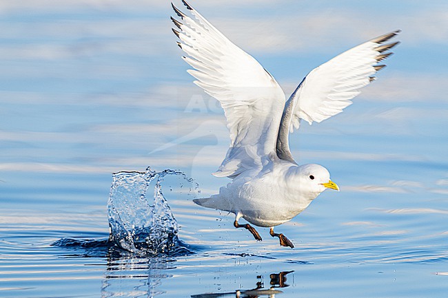  stock-image by Agami/Menno van Duijn,