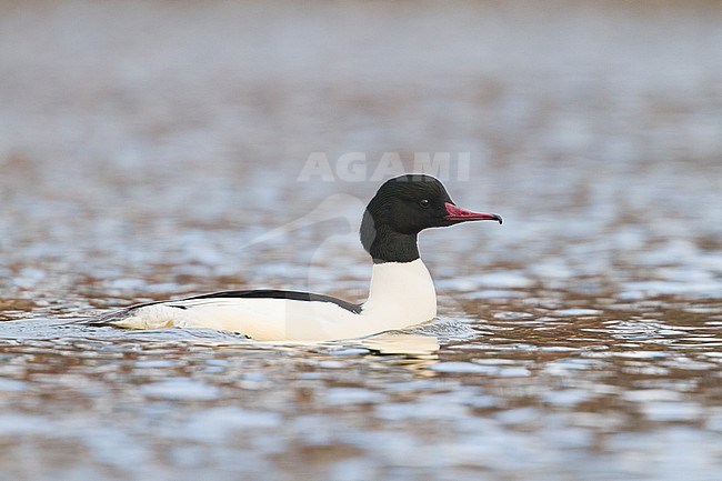 Goosander - Gänsesäger - Mergus merganser ssp. merganser, Germany, adult male stock-image by Agami/Ralph Martin,