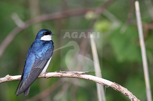 Tree Swallow (Tachycineta bicolor) adult perched stock-image by Agami/Ian Davies,