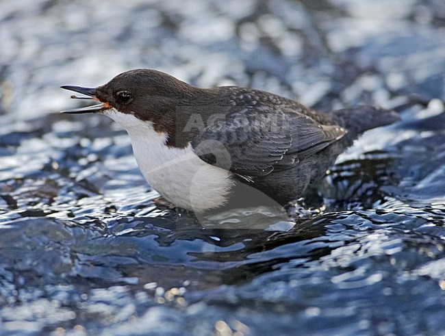 White-throated Dipper in water calling, Waterspreeuw in water roepend stock-image by Agami/Markus Varesvuo,