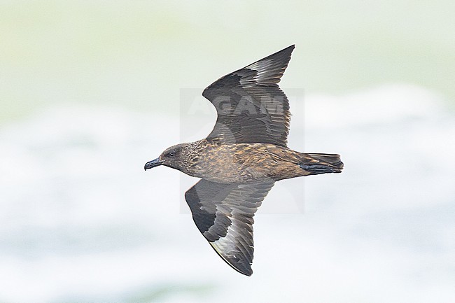  stock-image by Agami/Menno van Duijn,