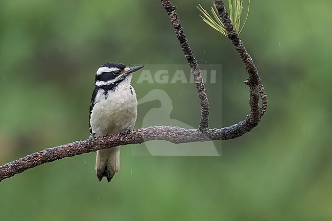 Adult female
Jefferson Co., CO
June 2023 stock-image by Agami/Brian E Small,