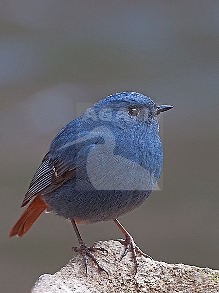 Male Plumbeous Water Redstart (Phoenicurus fuliginosus) on a small rock. stock-image by Agami/Alex Vargas,