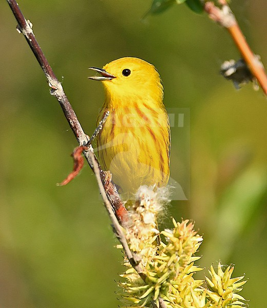 This Yellow Warbler (Setophaga aestiva) is a beautiful bird which breeds in the northern part of the North American continent. This picture is taken in Churchill, where the arctic meets the boreal forest. stock-image by Agami/Eduard Sangster,