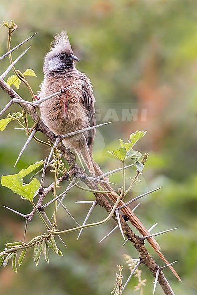 Speckled Mousebird (Colius striatus) perched in a bush in Tanzania. stock-image by Agami/Dubi Shapiro,
