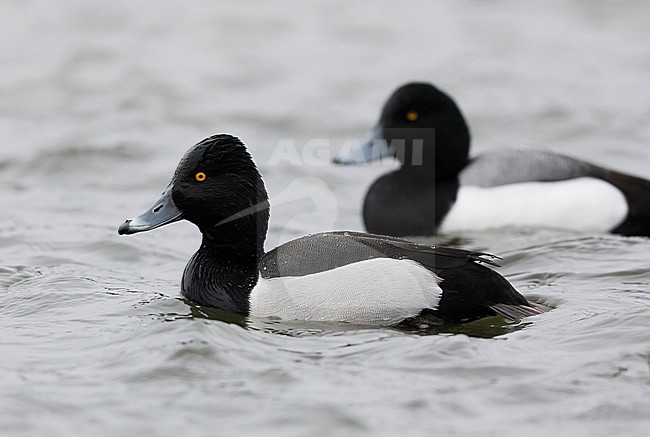 Ring-necked Duck x Lesser Scaup hybrid. Male swimming in lake in the United States. stock-image by Agami/Chris van Rijswijk,