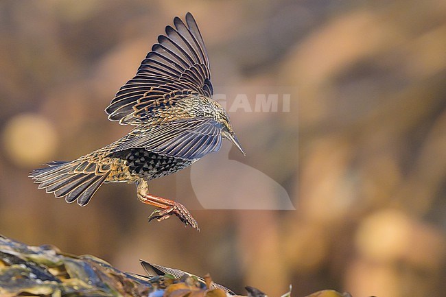 Common starling (Sturnus vulgaris) landing on algae, with algae as background. stock-image by Agami/Sylvain Reyt,