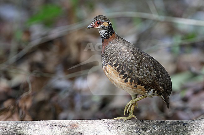 Chestnut-necklaced Partridge, Tropicoperdix charltonii, at Pedu Lake in Malaysia. stock-image by Agami/James Eaton,
