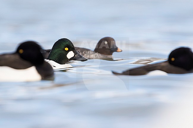 Pair of Common Goldeneye (Bucephala clangula ssp. clangula) swimming in a lake in Germany during winter. Two sleeping Tufted Ducks in the front. stock-image by Agami/Ralph Martin,