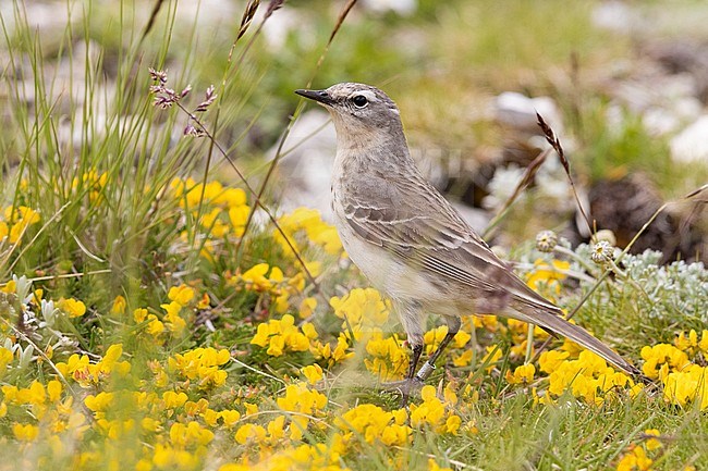 Water Pipit (Anthus spinoletta), side view of an adult standing among flowers, Abruzzo, Italy stock-image by Agami/Saverio Gatto,