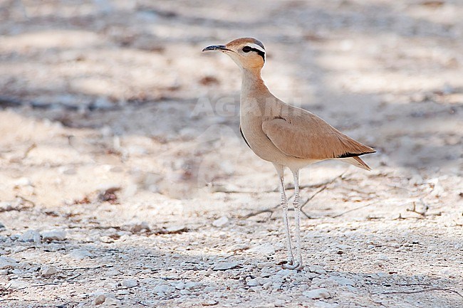 A Cream-colored Courser (Cursorius cursor) is seen standing against a clear light sand colored background near Qatbit in Oman. stock-image by Agami/Jacob Garvelink,
