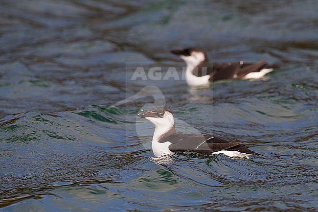 Alk, Razorbill, Alca torda first winter swimming stock-image by Agami/Menno van Duijn,