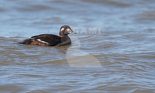American White-winged Scoter, Melanitta deglandi, 1stW female swimming at Reed's Beach, New Jersey, USA stock-image by Agami/Helge Sorensen,