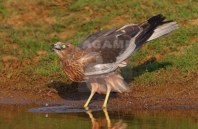 Wintering male Western Marsh Harrier (Circus aeruginosus) in India. Drinking water. stock-image by Agami/Clement Francis,